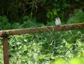 A spotted flycatcher takes a break during lunch