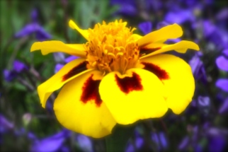 Marigold Flutter