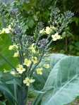 The Violet Cauliflower gone to Seed