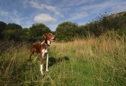 The Hound in the Quarry Clearing