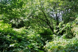 Green Quarry Thicket