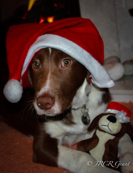 The Hound with Mini-Hound in Santa Mood