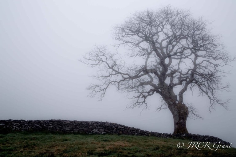 Sligo Fog Tree