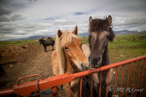 Two Icelandic Horses at Gate