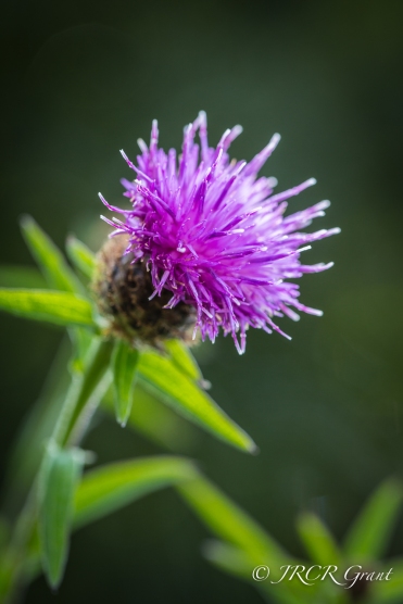 Emblematic Thistle