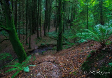 Stream flows through wooded forest