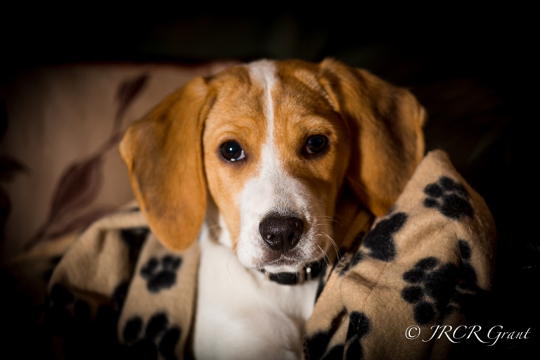 Beagle with paw blanket