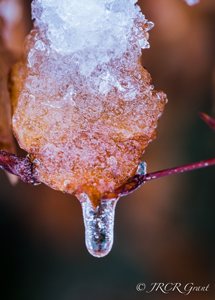 Image of copper beech leaf, laden with melting snow