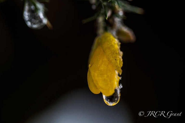 melting snow forms a drop on a yellow gorse flower