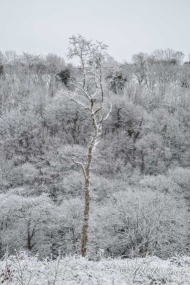 A tree dusted with snow, Cork