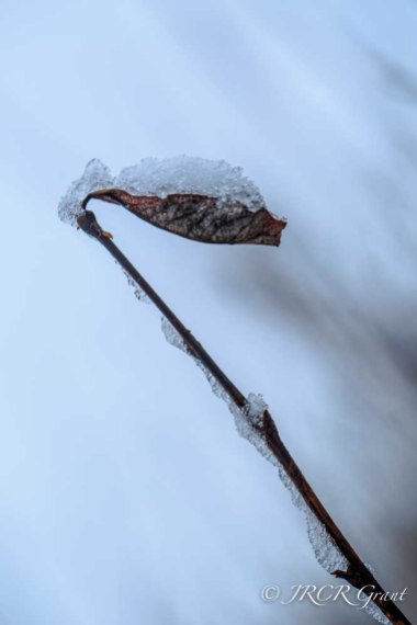 Beech sprig covered in Snow