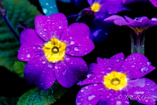 Purple Primula stand up to the rain