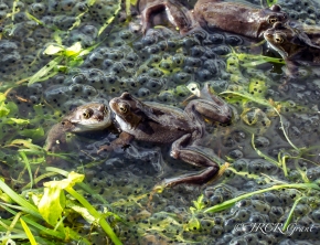 Frogs swim amongst spawn in a Cork Bog, Ireland