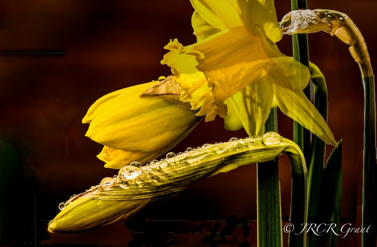 A composite image of the daffodil as it breaks out from bud into bloom