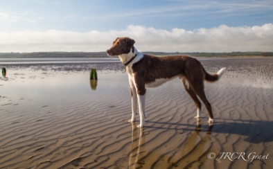 The Hound poses on the beach