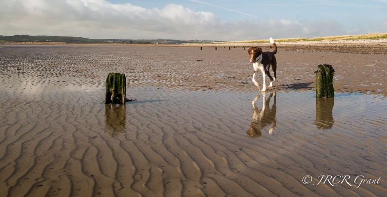 The Hound runs through water on the sand