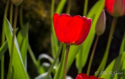 Bright red tulip lit by sun