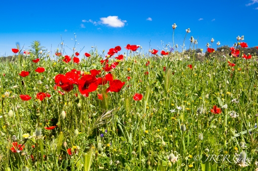 Poppies, Daisies and other flowers brighten a meadow