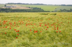 Somme Poppies