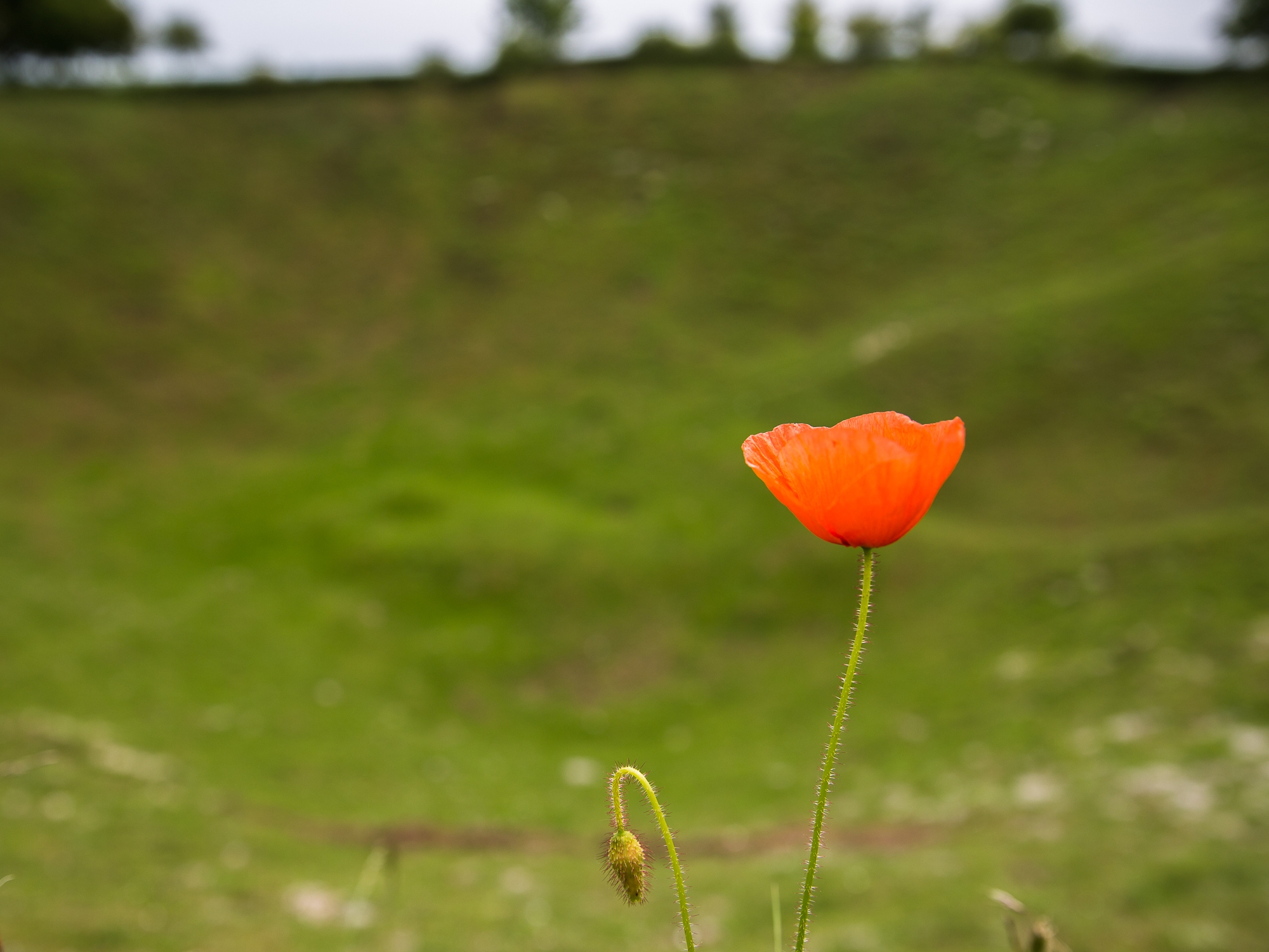 A lone poppy stands at the edge of the Lochnagar Crater