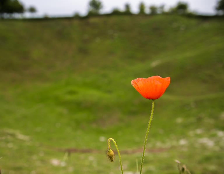 A lone poppy stands at the edge of the Lochnagar Crater