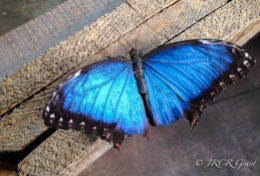 An electric blue butterfly in Chester Zoo