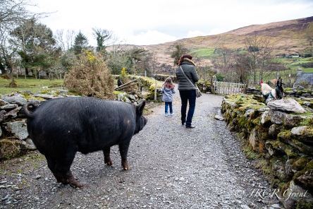 A black sow gives a send off to yet more visitors