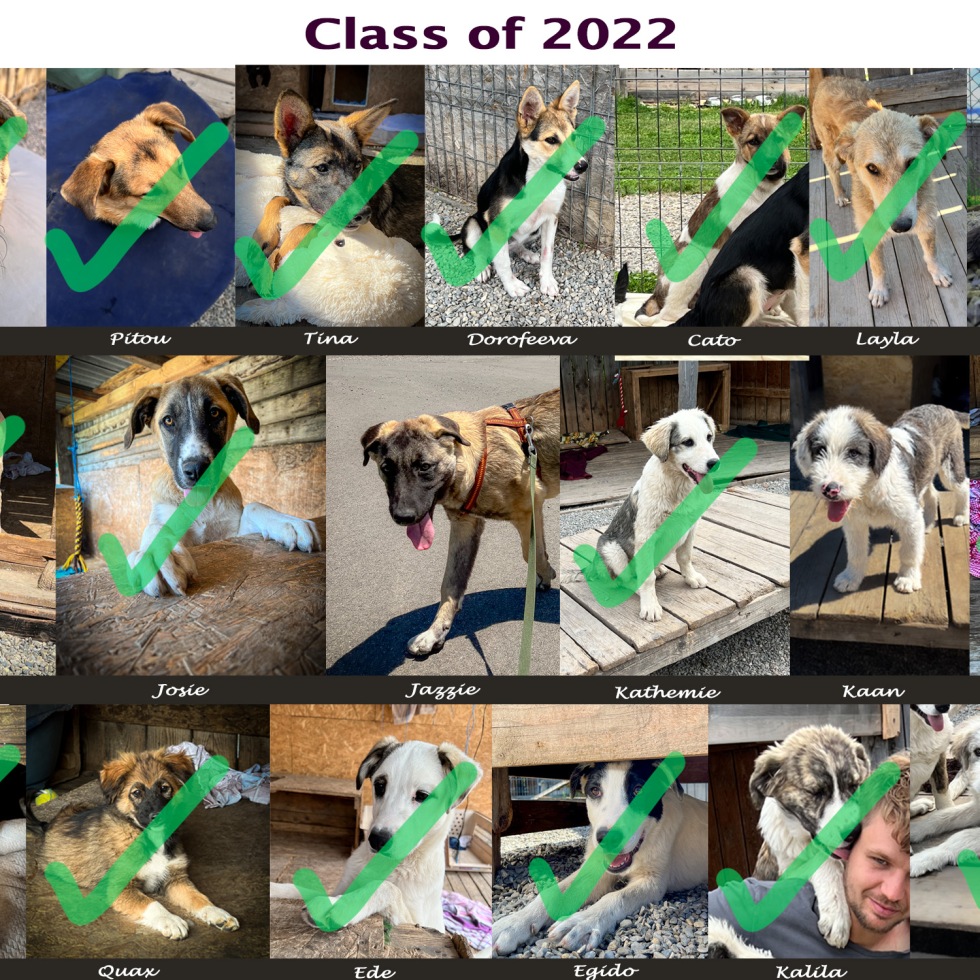 collage of rescued dogs showing those rehomed